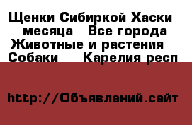 Щенки Сибиркой Хаски 2 месяца - Все города Животные и растения » Собаки   . Карелия респ.